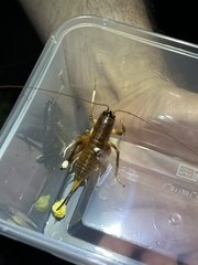 Penalva flavocalceata