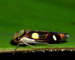 Dilobopterus exaltatus