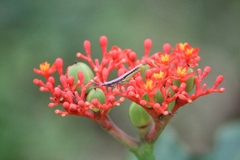 Jatropha podagrica