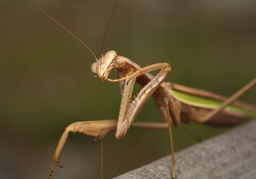 Narrow-winged Mantis photo 4