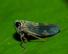 Evansolidia