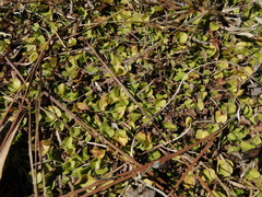Dichondra carolinensis