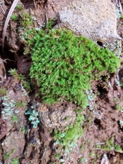 Leucobryum juniperoideum
