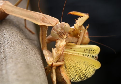 Narrow-winged Mantis photo 3