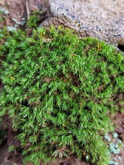 Leucobryum juniperoideum