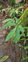 Chlorospatha