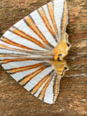Pityeja histrionaria