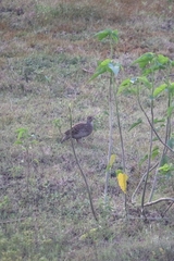 Ortygornis pondicerianus