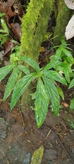 Chlorospatha