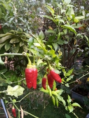 Capsicum annuum