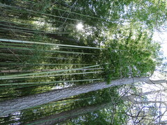 Phyllostachys bambusoides