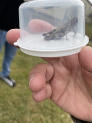 Melanoplus ponderosus