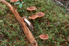 Cortinarius duracinus