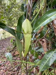 Nepenthes rafflesiana