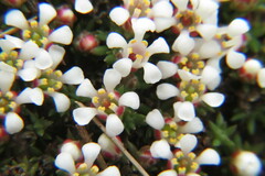 Pyxidanthera barbulata