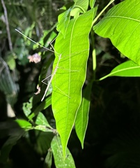 Sipyloidea larryi