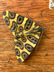 Pantherodes pardalaria