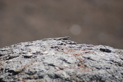 Microlophus