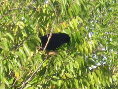 Gnorimopsar chopi
