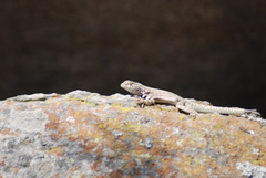 Microlophus