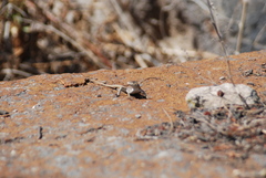 Microlophus