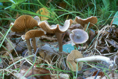 Cortinarius fuscodiscus