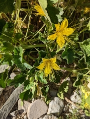 Eucnide bartonioides