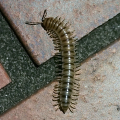 Chamberlinius hualienensis