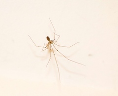 Pholcus phalangioides