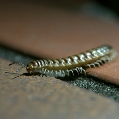 Chamberlinius hualienensis