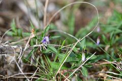 Viola arborescens