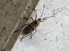 Dysdercus bimaculatus