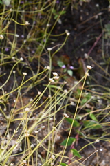 Eriocaulon decemflorum