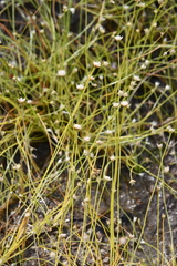 Eriocaulon decemflorum