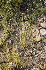 Eriocaulon decemflorum