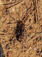 Cicindela hybrida
