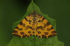 Pseudopanthera macularia