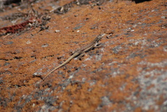 Microlophus
