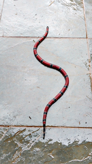 Micrurus corallinus