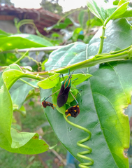 Diactor bilineatus