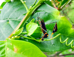 Diactor bilineatus