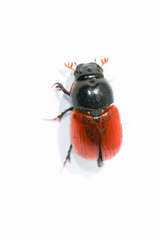 Aphodius