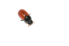 Aphodius