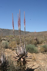 Aloe comosa