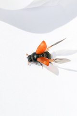 Aphodius