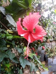 Hibiscus rosa-sinensis
