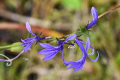 Lobelia sessilifolia