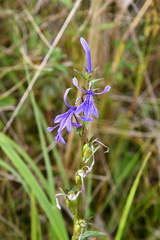 Lobelia sessilifolia
