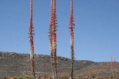 Aloe comosa
