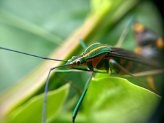 Diactor bilineatus